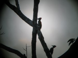 Woodpeckers strolling at sunset