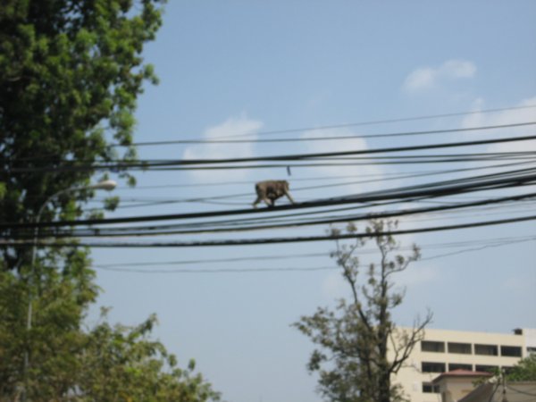 Monkey and baby on the high wire