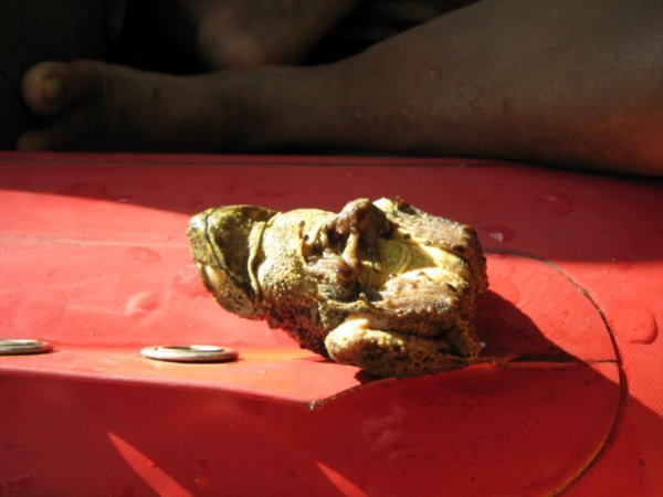 A frog asleep on my boat 