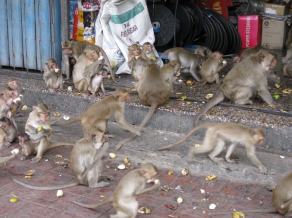 Monkey Feeding Frenzy