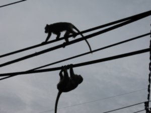 Monkey Highwire Act