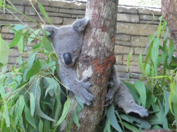 Koala - A Long Way From Home !!!