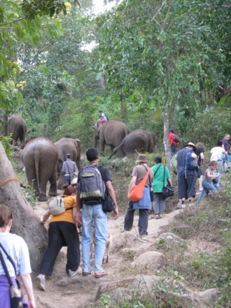 On our way to Elephant Heaven/Haven