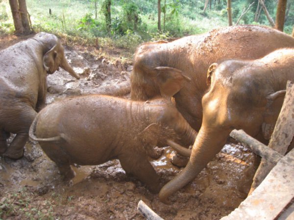 Mud bath at elephant Heaven/Haven