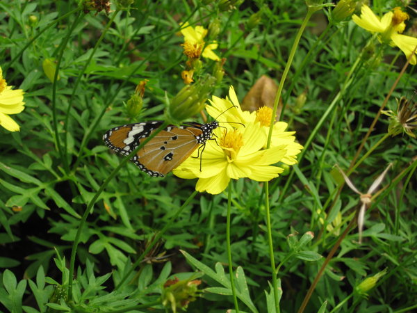 Queen Sirikit Park