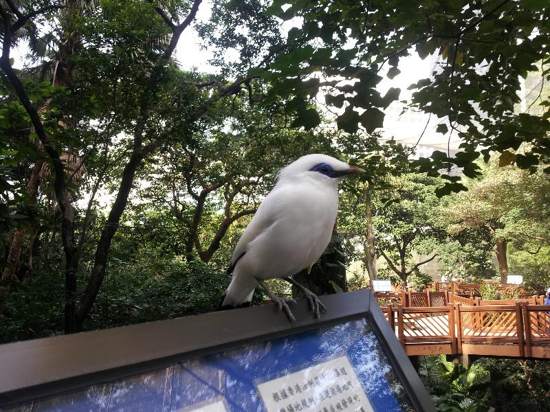 Aviary at Hong Kong Park