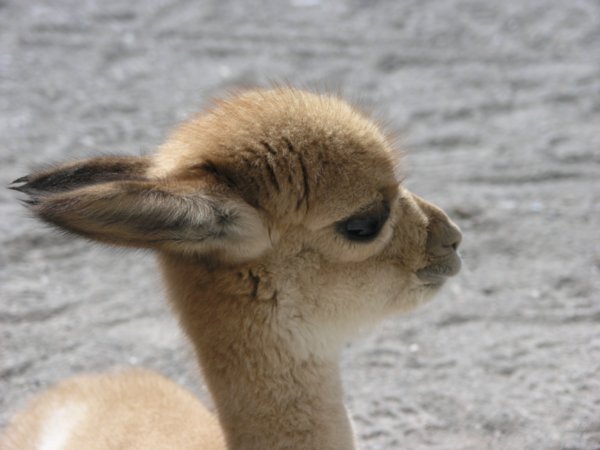 Baby Vicuna | Photo