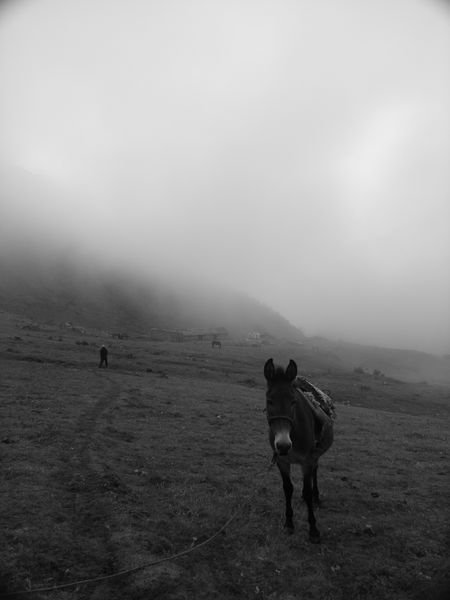 Misty Morning Donkey