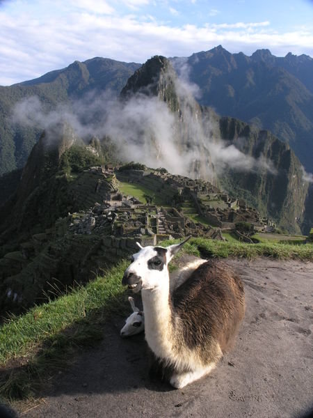Machu Pichu Llamas