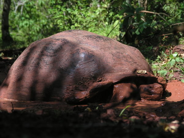 Giant Tortoise Mud Bath