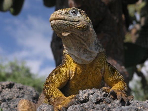 Land Iguana Portrait