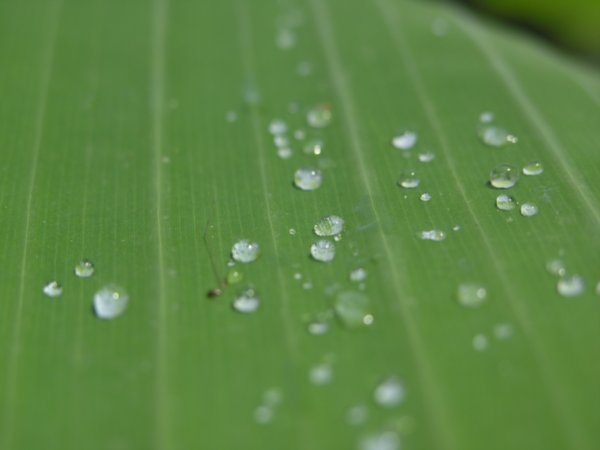 Raindrops on a banana leaf.