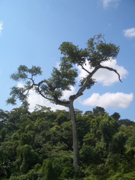 Ya'axchÃ© tree at Nim Li Punit