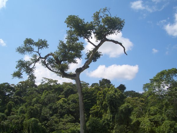 Same Ya'axchÃ© tree