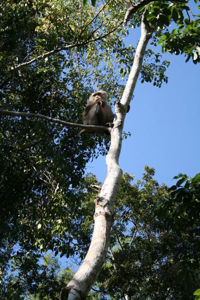 Mackaque Monkey (sp)