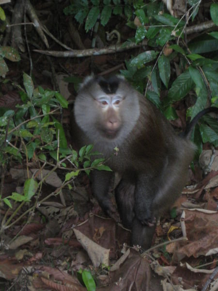 Mackaque Monkey 2