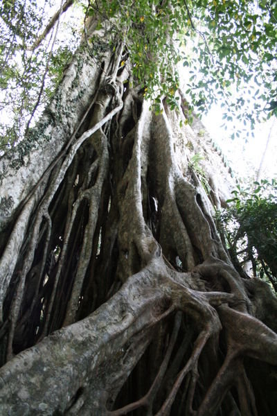 The tangled roots of the fig after killing the "host'.