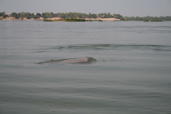Irrawaddy Dolphin (look closely!)
