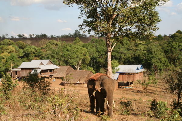 Minority village and working elephant (though not actually workin here!)
