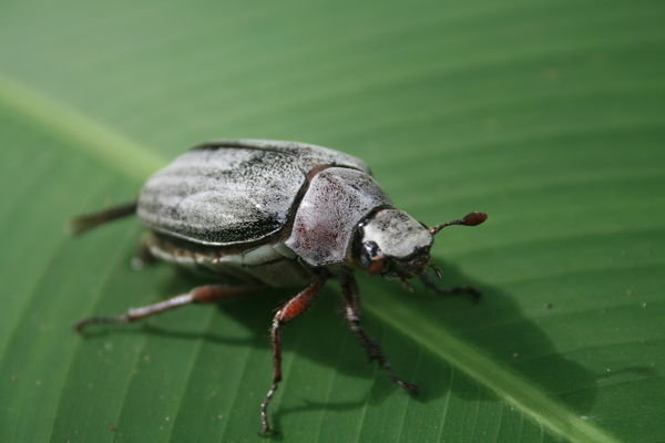A three Inch flying beetle