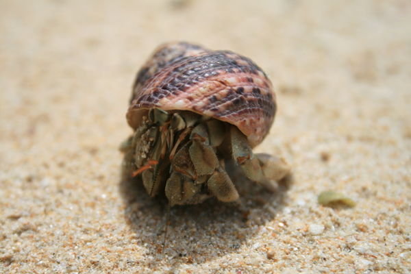 Hermit Crab (the ultimate backpacker)