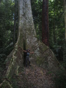 Anny by huge buttress roots (Anny)