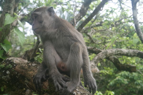 Naghty Macaque