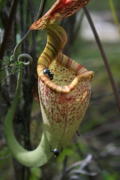 The semi carniverous Pitcher Plant. How I wanted to nudge those ants in!