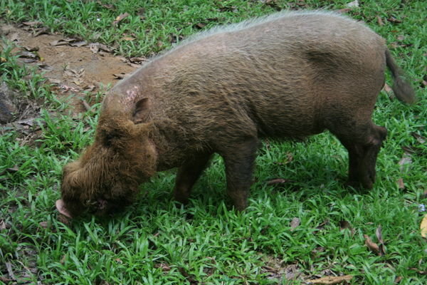 The very strange, and quite ugly, Bearded Pig!