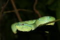 Green Pit Viper up close and dangerous