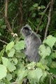Just like a young punk! The Silver Leaf Monkey