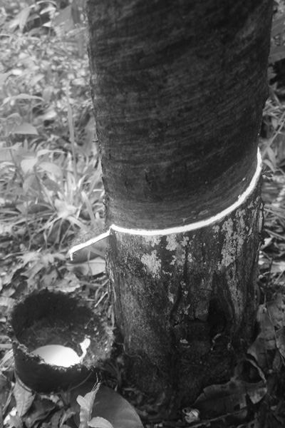 Tapping the rubber tree for, you guessed it, rubber!