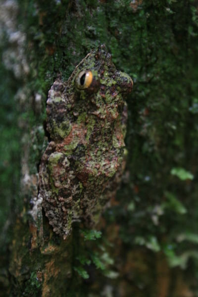 Tree Frog (forgotten name)