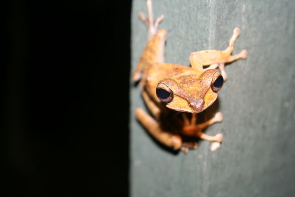 Brown Eared Tree Frog