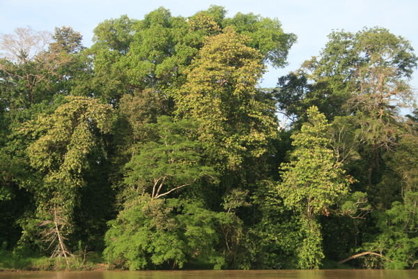 The jungle seen from the river