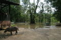Uncle Tan's jungle camp and bearded pig
