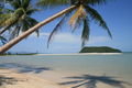 Coconut palm and beach. Ko Phan Ngan