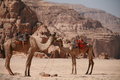 Camels near the white canyon