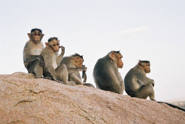 Monkeys, Hampi