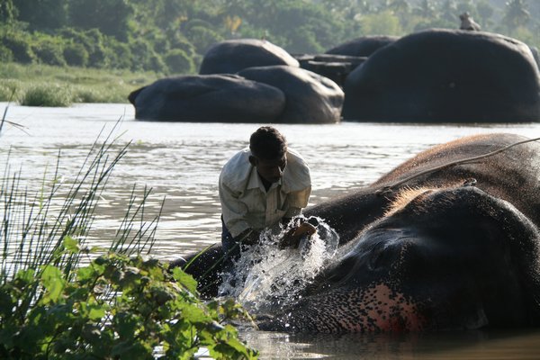 Washing Laxmi the elephant