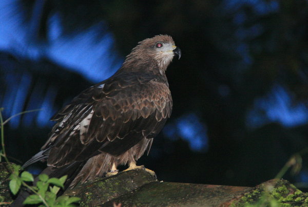 Eagle at malayalam resort