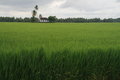 Paddy field and church
