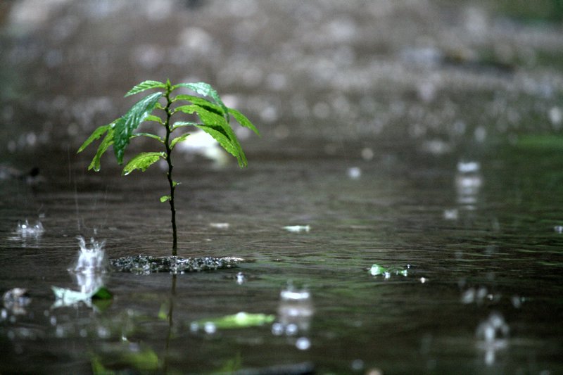 Raindrops and seedling