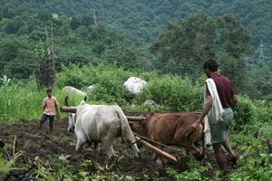 Rustic farming methods