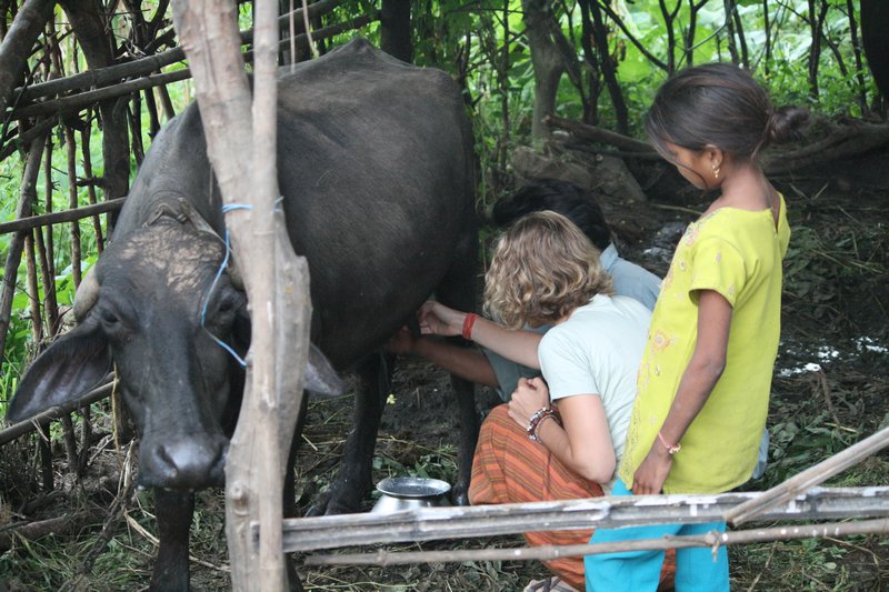 Anny attempting to milk a buffalo