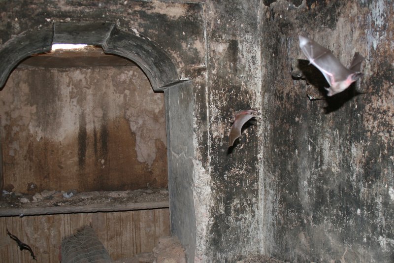 Bats in Bundi palace