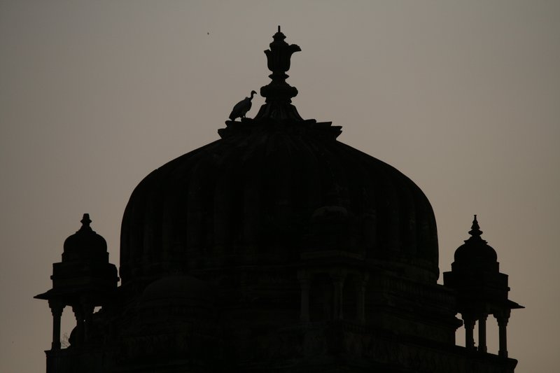 Vulture on Orchha palace