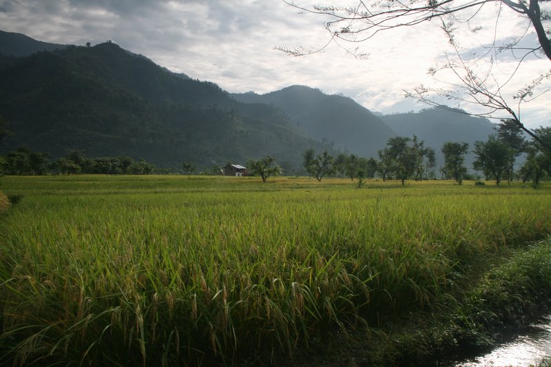 Rice paddy and hills