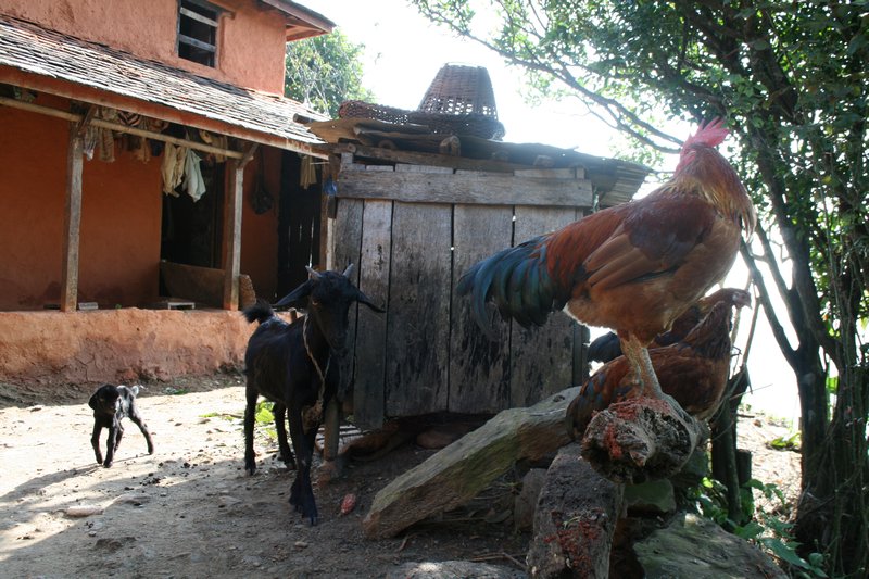 Farmhouse animals