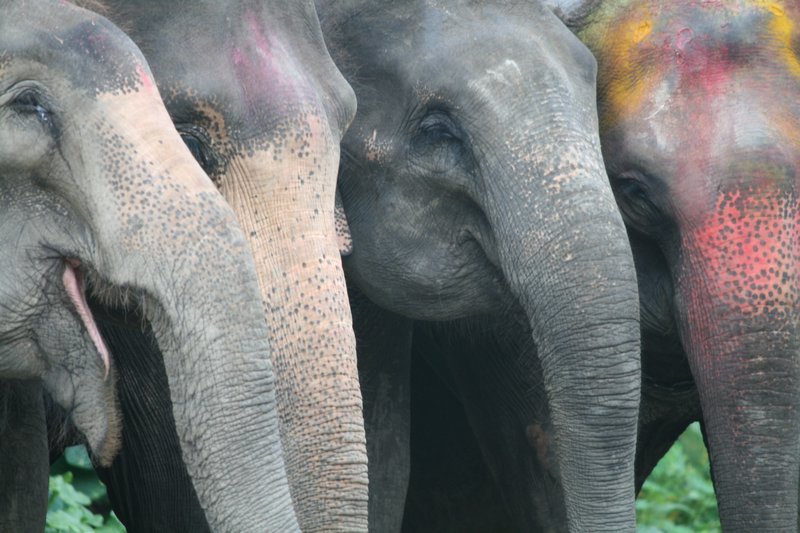 Group of Elephants